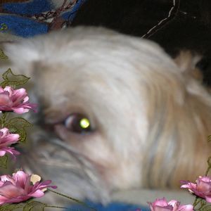 Meet your Posher, Barbara